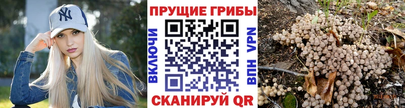 закладка  Южноуральск  Псилоцибиновые грибы мухоморы 